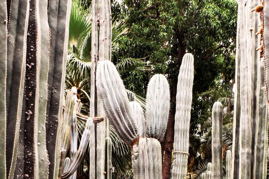 Marrakech: Majorelle Garden, YSL, and Berber Museum Entry - Entering Majorelle Garden at a fixed time