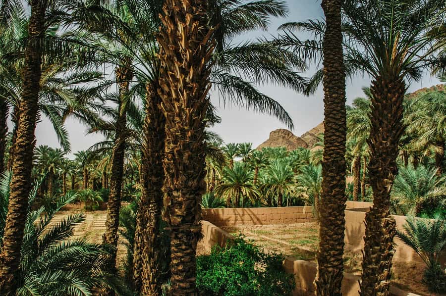 Marrakech/Ouarzazate: 2-Day Desert with Camel, 4x4 & Meals - Key points to know before booking