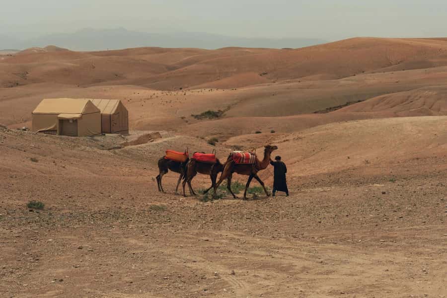 Marrakech/Ouarzazate: 2-Day Desert with Camel, 4x4 & Meals - Agdez and the date palms of the Draa Valley