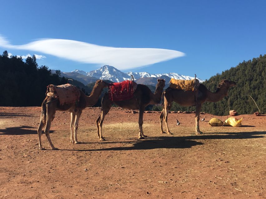 Marrakech: Ourika Valley & Atlas Mountains Half-Day Trip - Mint tea beside the Ourika River