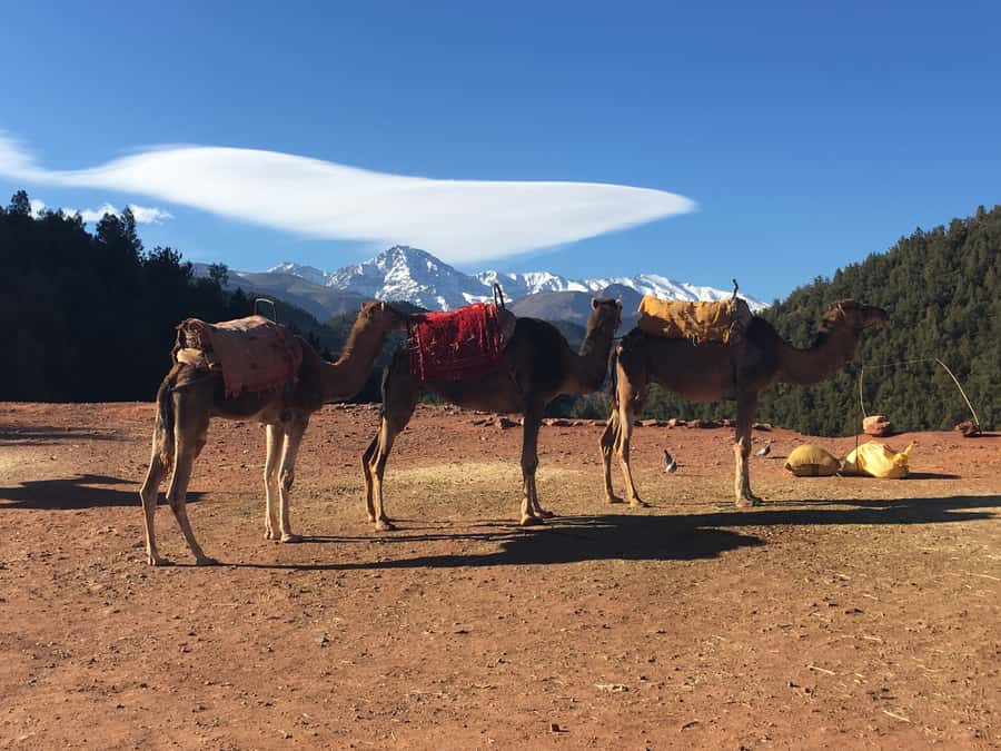 Marrakech: Ourika Valley & Atlas Mountains Half-Day Trip - Why the small group matters