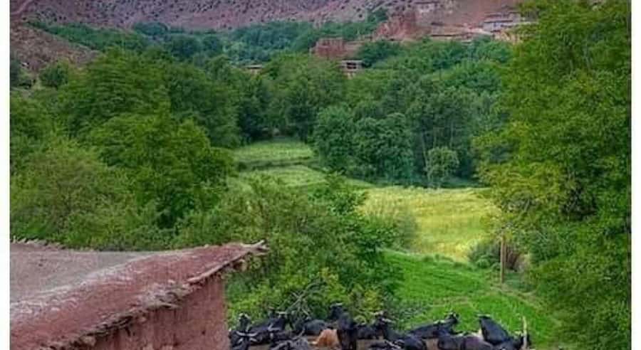 Marrakech: ourika valley lunch & guided hike to waterfalls - Language, group size, and guide support