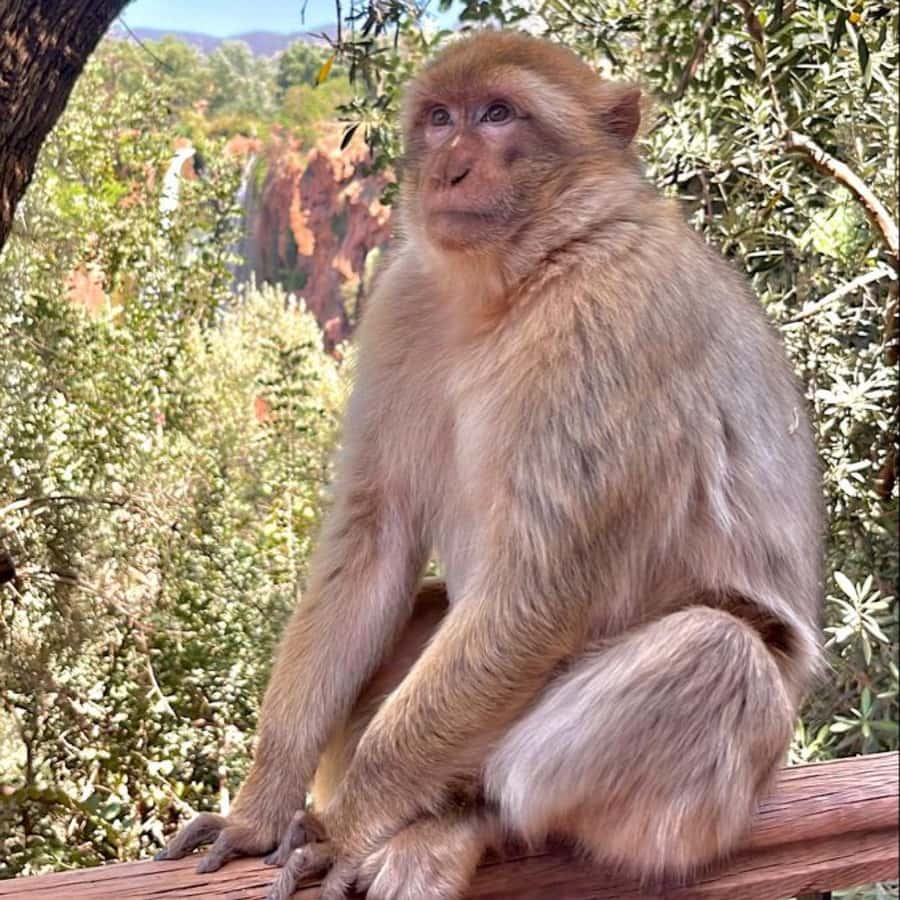 Marrakech: ourika valley lunch & guided hike to waterfalls - Who should book this Ourika Valley trip?