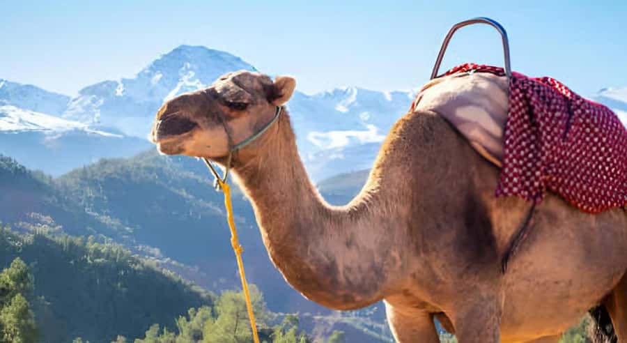 Marrakech: Ourika Valley Waterfalls Hike & Traditional Lunch - A first stop in the Ourika Valley