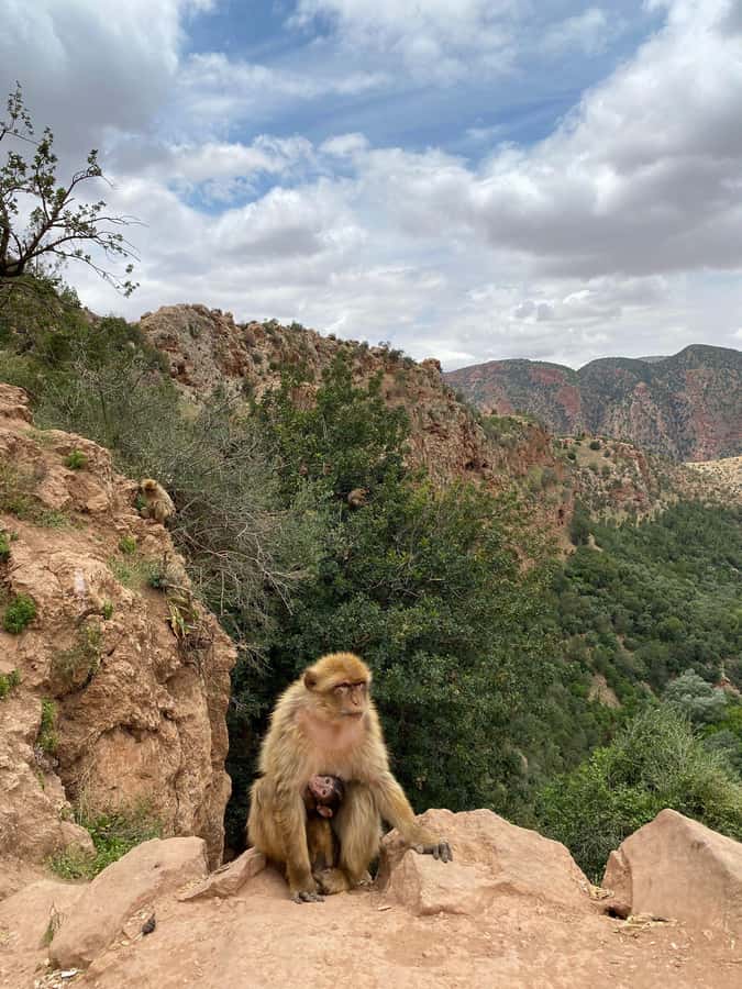 Marrakech : Ouzoud Waterfalls & Guided Tour & Boat Ride - Free time near the falls
