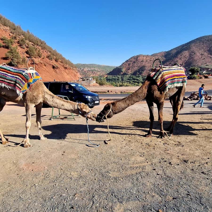 Marrakech: Ouzoud Waterfalls Trip, Guide & Boat + Lunch - The wooden boat beneath the cascades