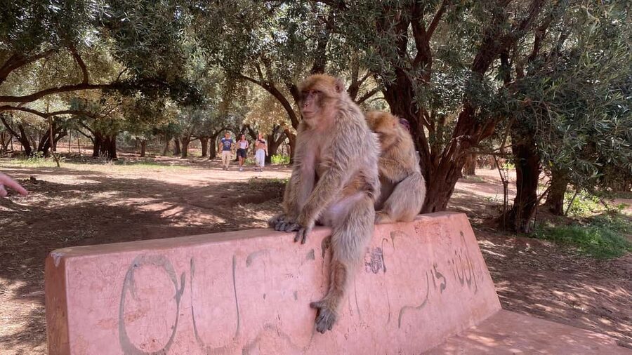Marrakech: Ouzoud Waterfalls Trip, Guided Hike & Boat Option - Meeting the monkeys near Ouzoud