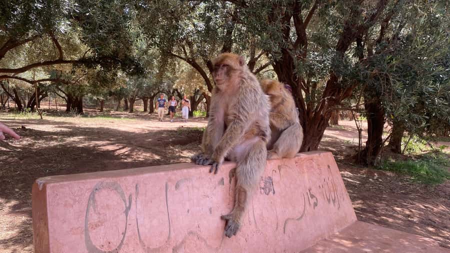 Marrakech: Ouzoud Waterfalls Trip, Guided Hike & Boat Option - Lunch with a view, but not included
