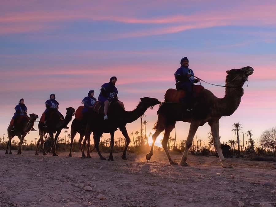 Marrakech palm grove: Sunset camel ride - Key points at a glance