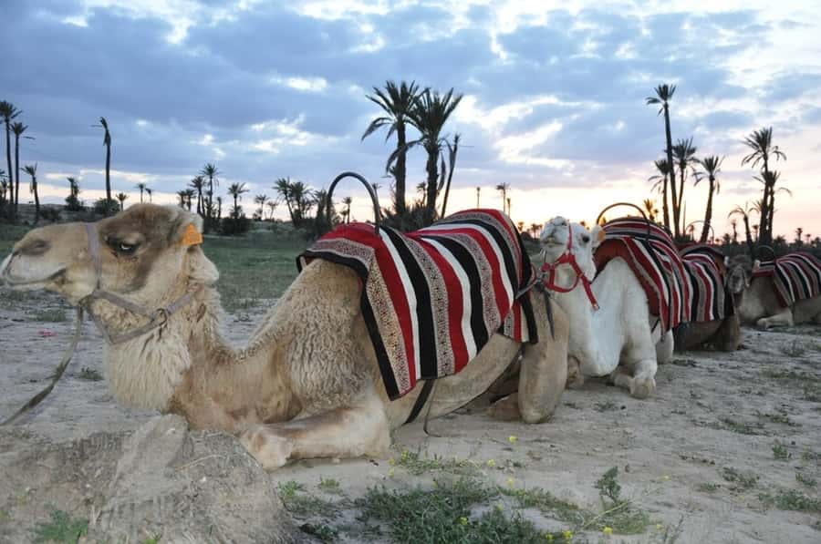Marrakech palm grove: Sunset camel ride - Practical details to settle before booking