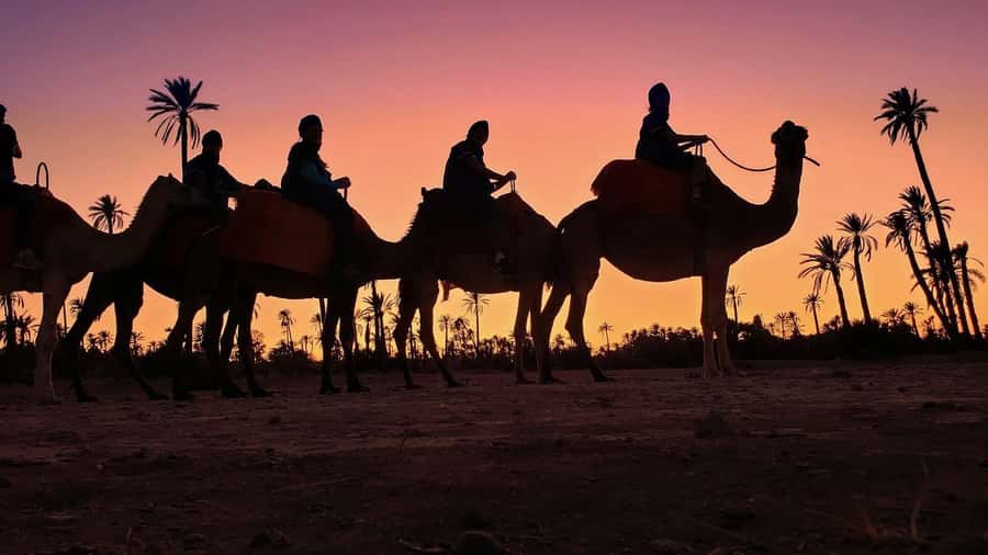 Marrakech palm grove: Sunset camel ride - Leaving Marrakech for the Palmeraie