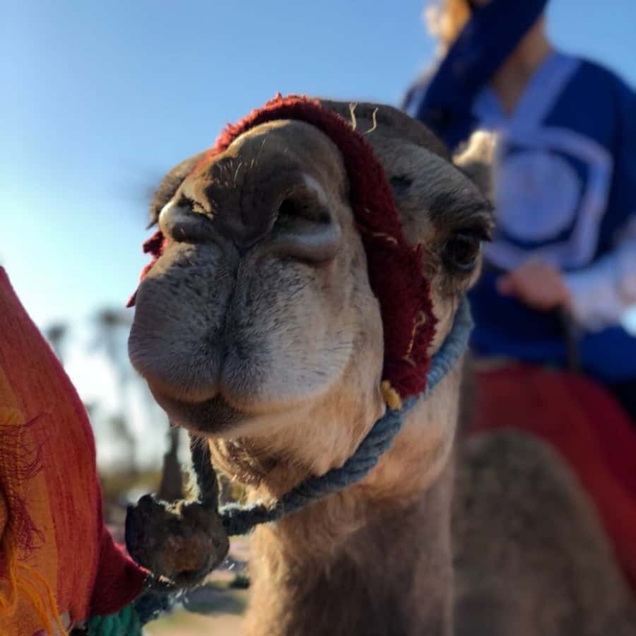 Marrakech palm grove: Sunset camel ride - Thirty minutes under the palm trees