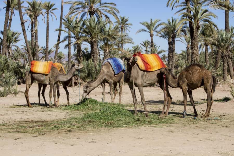 Marrakech Palmeraie 3-Hour Camel Ride - Getting dressed in a chech and gandora