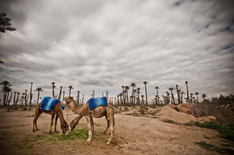 Marrakech Palmeraie 3-Hour Camel Ride - Mounting the camel for the 1-hour-30-minute ride