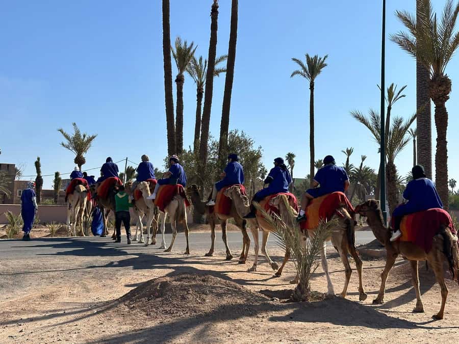 Marrakech Palmeraie Camel Ride Adventure - Should you book the Palmeraie camel ride?