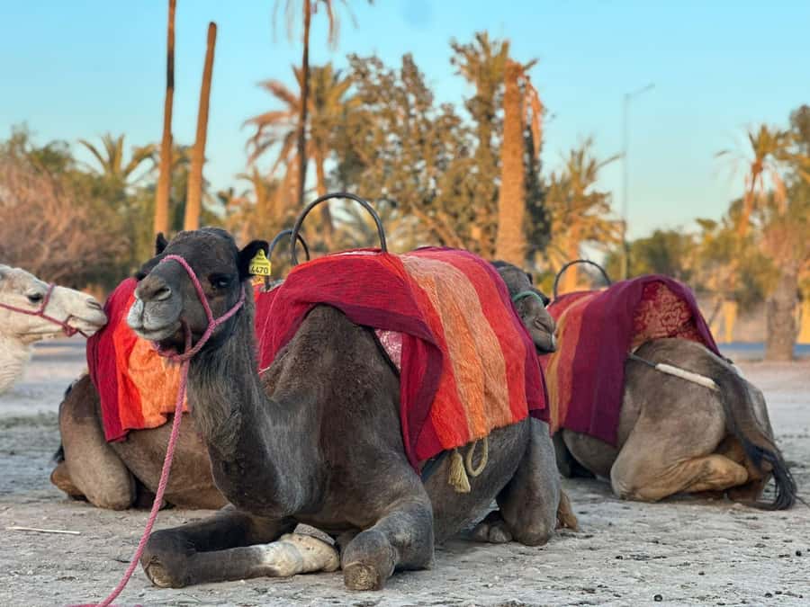 Marrakech Palmeraie Camel Ride Adventure - The palm grove scenery: pleasant, but not wild desert