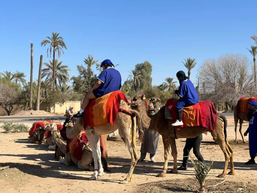 Marrakech Palmeraie Camel Ride Adventure - Who should book this Marrakech camel experience?