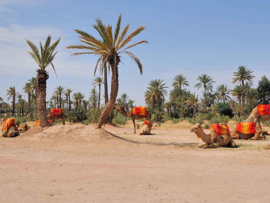 Marrakech Palmeraie: Camel Ride at Sunset - Reaching the Palmeraie from Marrakech