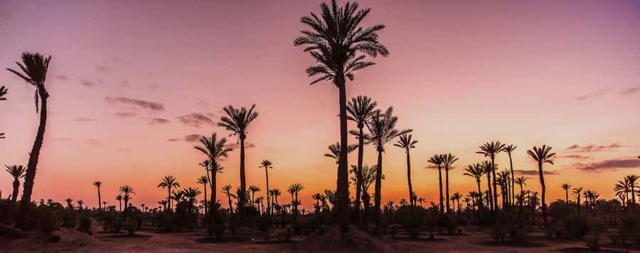 Marrakech Palmeraie: Camel Ride at Sunset - The one-hour camel ride through the palms