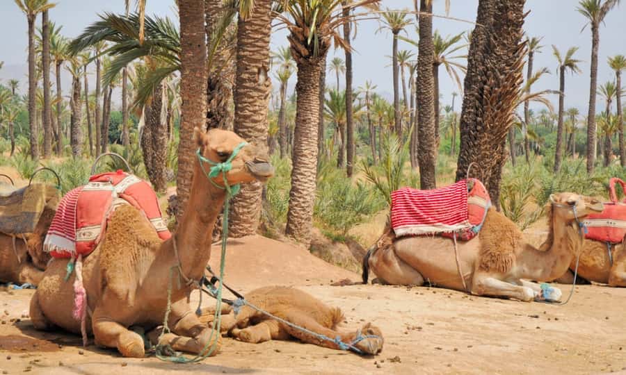 Marrakech Palmeraie: Camel Ride at Sunset - Catching the sunset among the palms