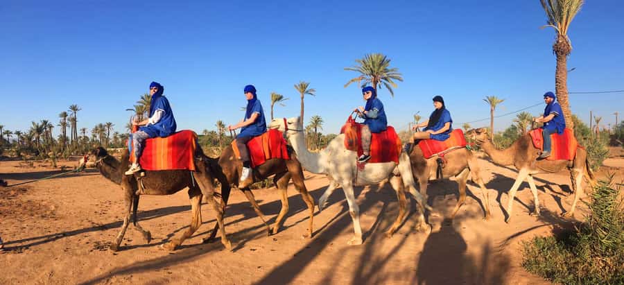 Marrakech Palmeraie: Camel Ride at Sunset - Camels, comfort, and safety