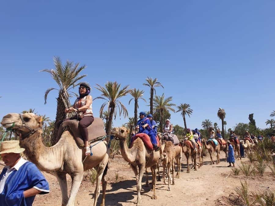 Marrakech Palmeraie: Camel Ride at Sunset - Photos, tea, and the ride back
