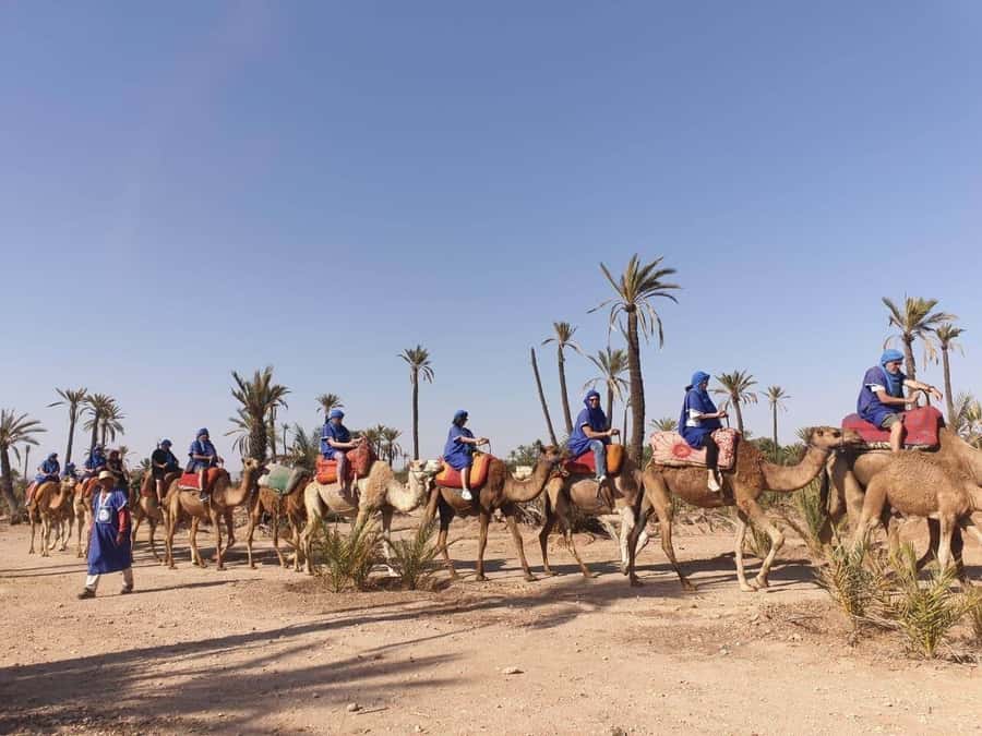 Marrakech Palmeraie: Camel Ride at Sunset - Who will enjoy this most
