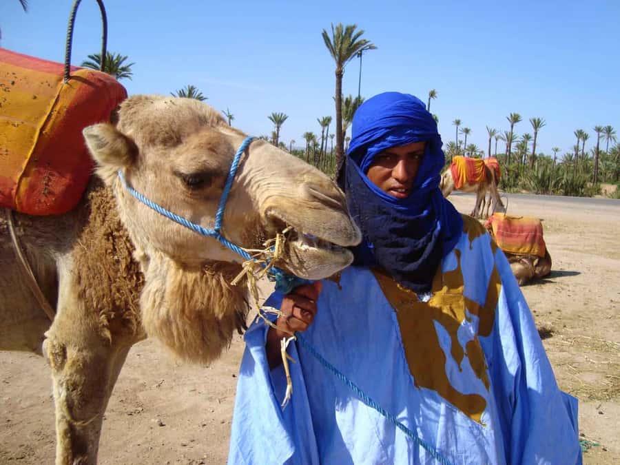 Marrakech Palmeraie: Camel Ride at Sunset - Should you book the Palmeraie camel ride?