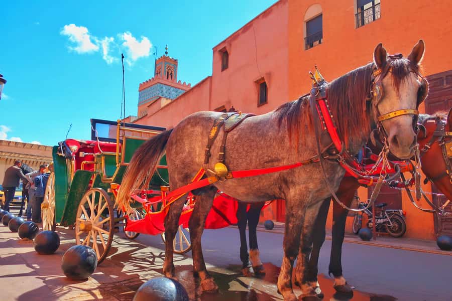 Marrakech: Private Half-Day City Highlights Tour - Gueliz and Hivernage: Marrakech’s modern face