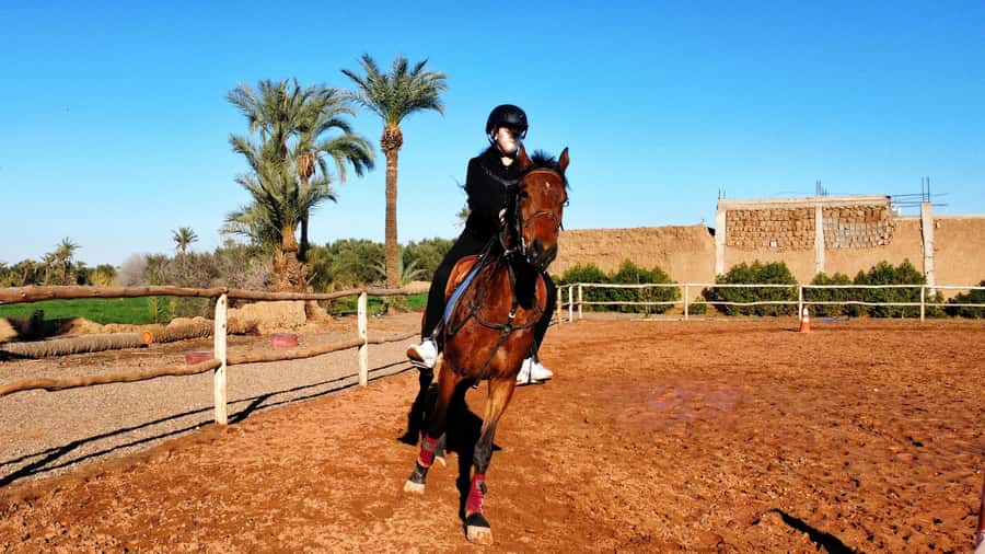 Marrakech: Private Horseback Tour in the Palm Grove with Tea - Key points at a glance