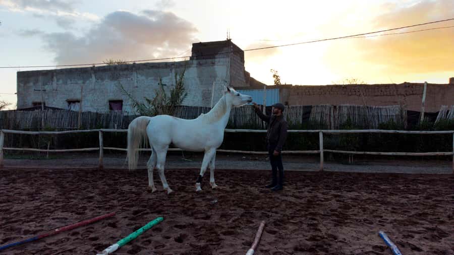 Marrakech: Private Horseback Tour in the Palm Grove with Tea - What to wear and bring