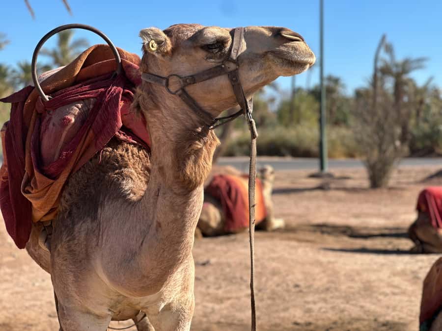 Marrakech: Quad Bike excursion at the sunset with Tea Break - Key points to know before you book