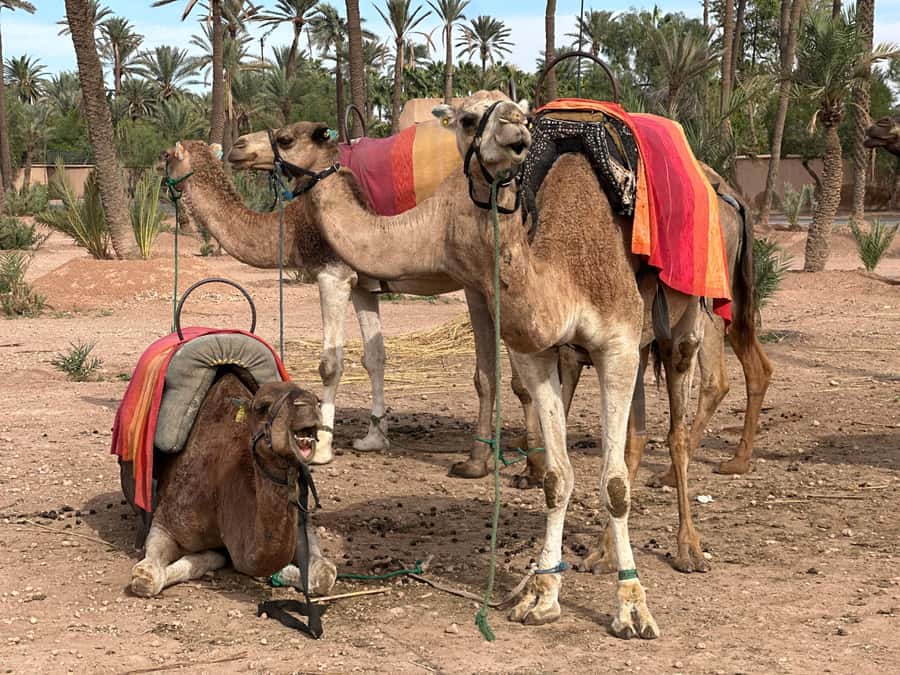 Marrakech: Quad Bike excursion at the sunset with Tea Break - Through the palms and into the Jbilet Desert
