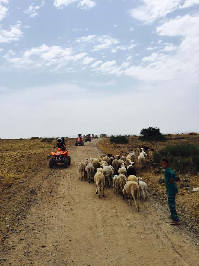 Marrakech: Quad Tour in Jbilets Desert with Palm Grove - How the tour handles different riding abilities