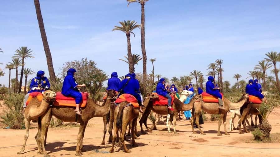 Marrakech: Sunset Camel Ride in Palmeraie - Mint tea in a traditional Berber home