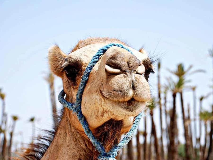 Marrakech: Sunset Camel Ride in Palmeraie - Meeting your camel in Palmeraie