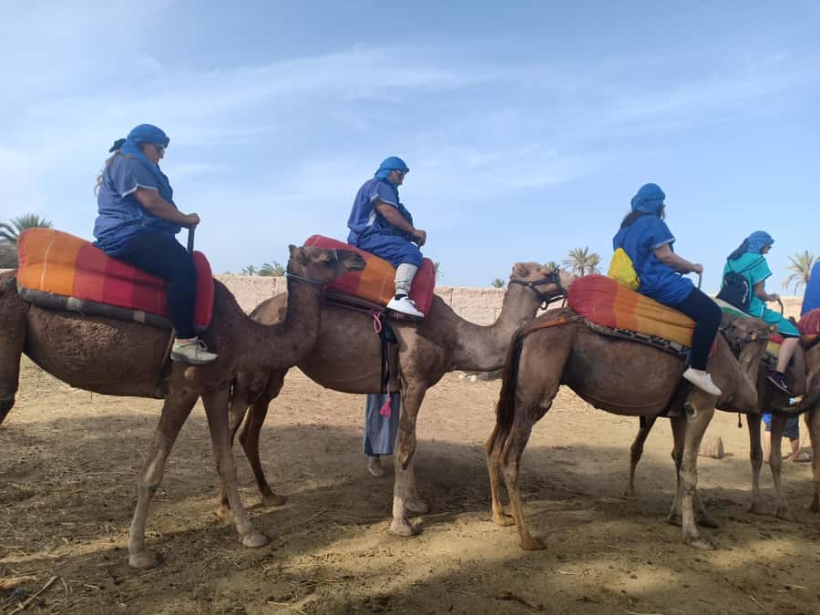 Marrakech: Sunset Camel Ride in the Palmeraie - Is $34 a fair price?