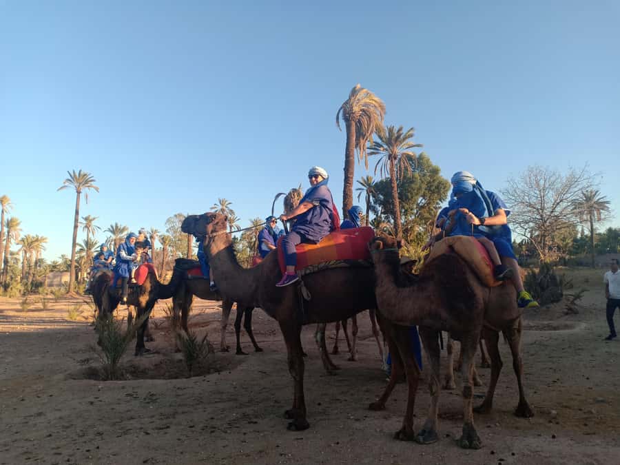 Marrakech: Sunset Camel Ride in the Palmeraie - Moroccan mint tea, with realistic expectations