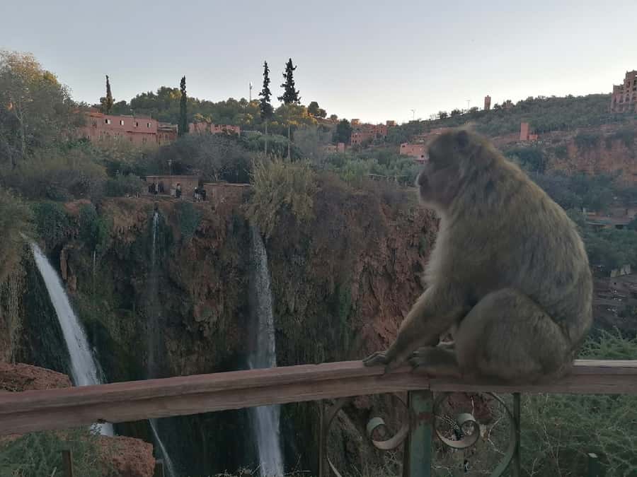 Marrakech to Ouzoud waterfalls day tour - Guide & boat ride - Who should book this day trip?