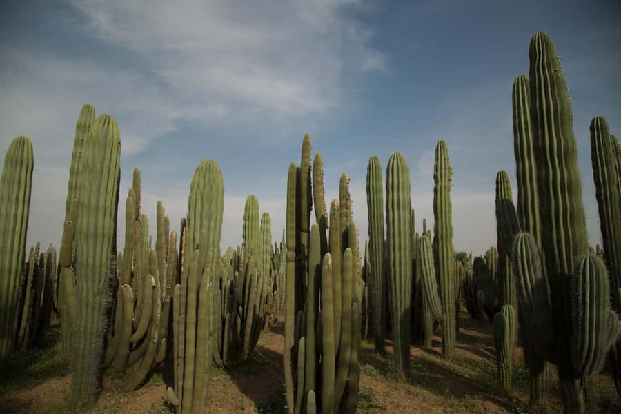 Marrakesh: Cactus Thiemann Entry Ticket - Why Cactus Thiemann feels different from Marrakesh’s usual gardens