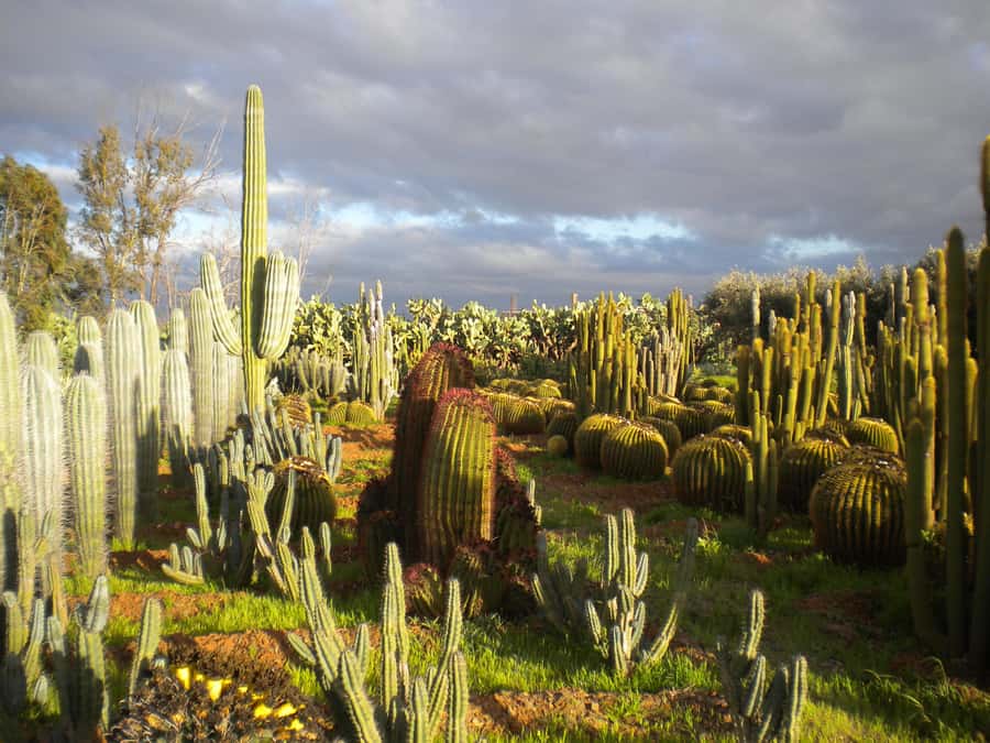 Marrakesh: Cactus Thiemann Entry Ticket - The nine-meter cactus forest and photo areas