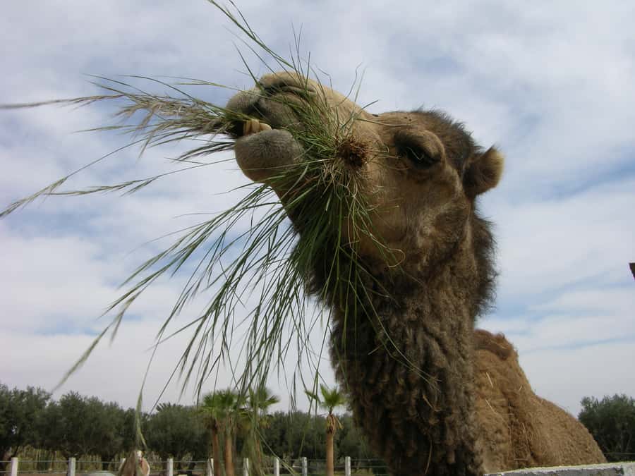 Marrakesh: Cactus Thiemann Entry Ticket - Reaching the garden from Marrakesh
