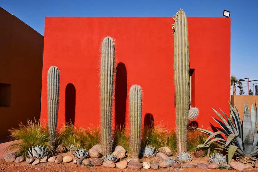 Marrakesh: Cactus Thiemann Entry Ticket - What the $14 ticket really includes