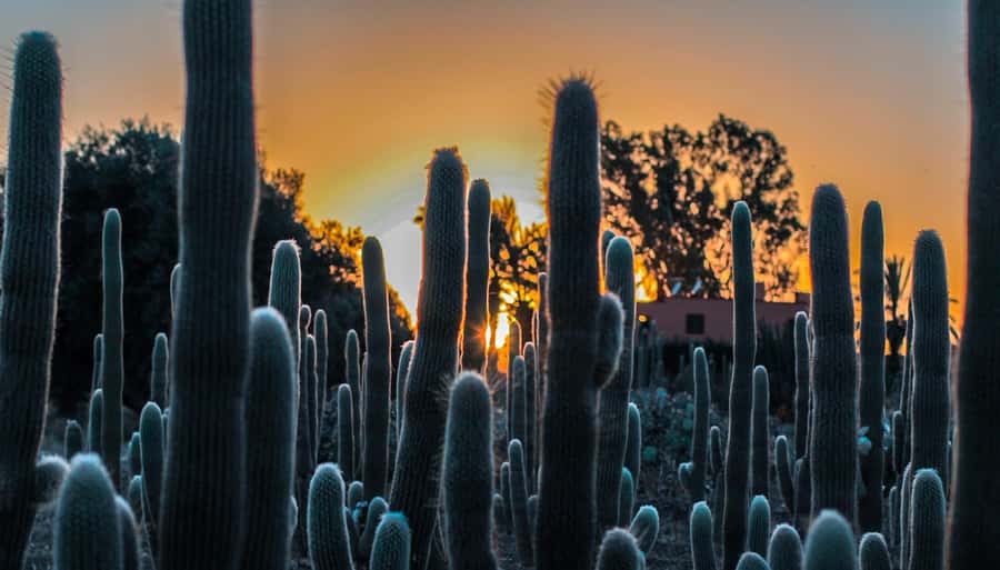 Marrakesh: Cactus Thiemann Entry Ticket - A practical visit for families and photographers