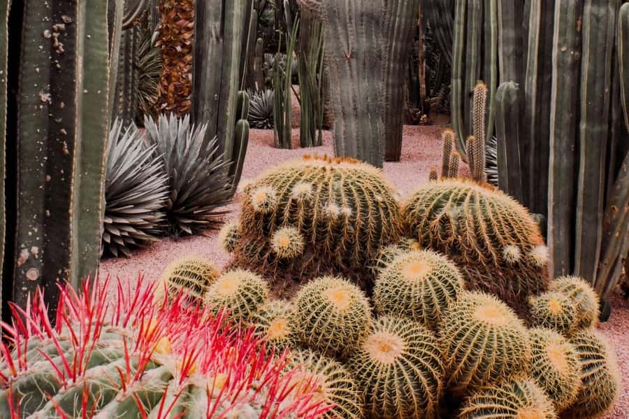 Marrakesh: Majorelle Garden Entry Tickets - The ticket process is simple, but easy to get wrong