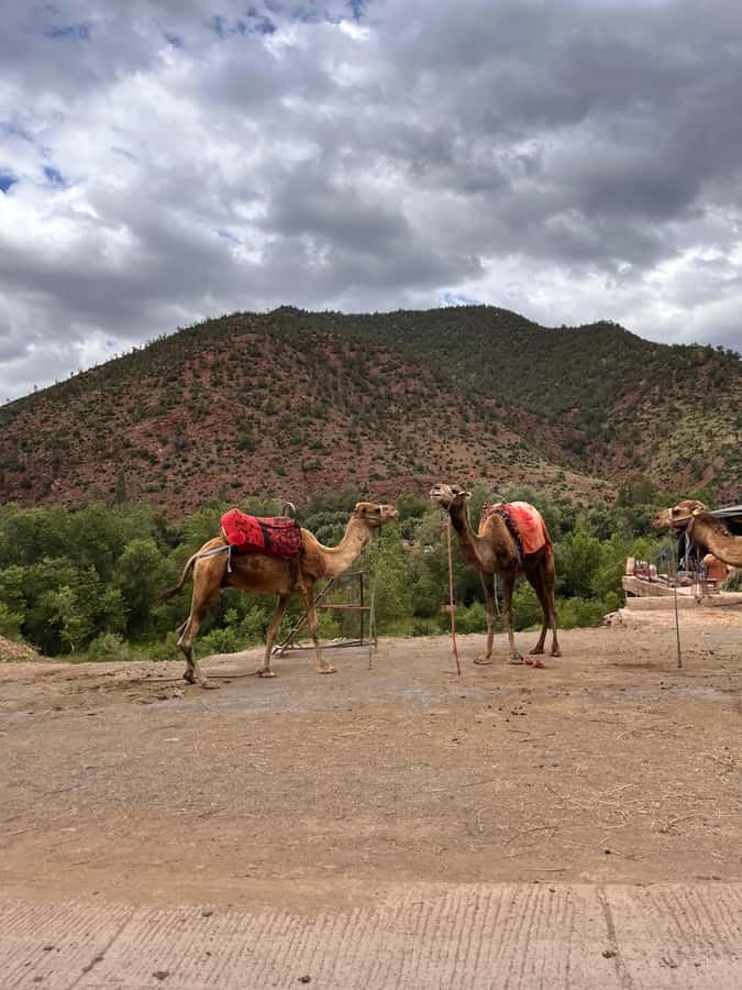 Marrakesh: Ourika Valley & Atlas Mountains, Day Trip + Lunch - Key points at a glance