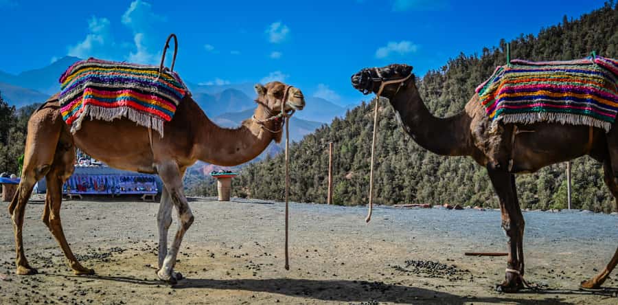 Marrakesh: Ourika Waterfalls, Atlas Mountains, Guide + Lunch - Should you book the Ourika Waterfalls tour?