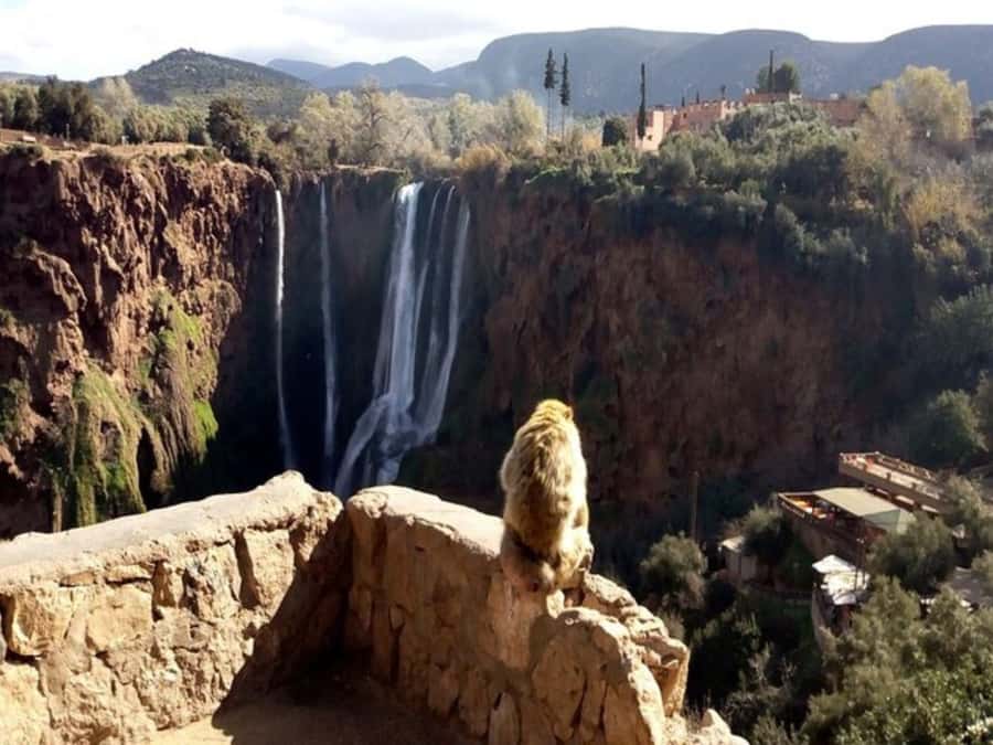 Marrakesh: Ouzoud Waterfalls Trip with Hike & Boat Option - What the $14 price really gets you