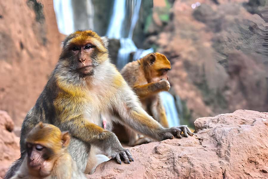 Marrakesh: Ouzoud Waterfalls Trip with Hike & Boat Option - Pickup in Marrakech and the road to the falls