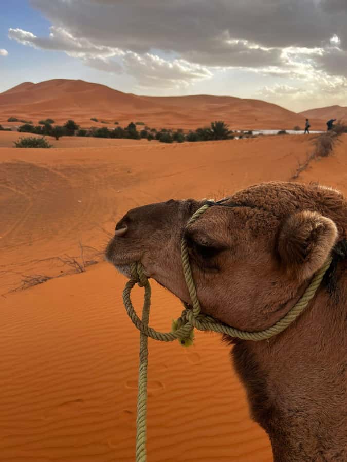 Merzouga Overnight Stay in a Berber Tent and Camel Ride - Key points to know before you book